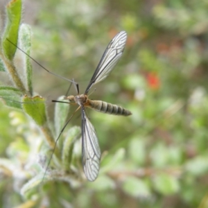 Geranomyia sp. (genus) cnm2 at Acton, ACT - 8 Nov 2016