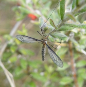 Geranomyia sp. (genus) cnm2 at Acton, ACT - 8 Nov 2016