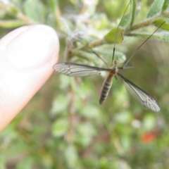 Geranomyia sp. (genus) cnm2 at Acton, ACT - 8 Nov 2016