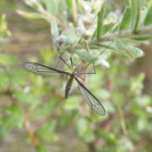 Geranomyia sp. (genus) cnm2 at Acton, ACT - 8 Nov 2016