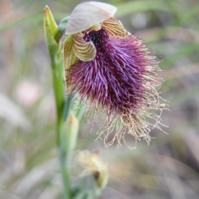 Calochilus platychilus (Purple Beard Orchid) at Acton, ACT - 8 Nov 2016 by Ryl