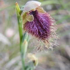 Calochilus platychilus (Purple Beard Orchid) at Acton, ACT - 7 Nov 2016 by Ryl