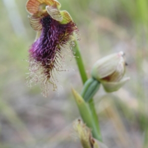 Calochilus platychilus at Acton, ACT - 8 Nov 2016