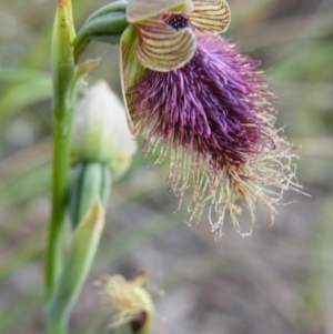 Calochilus platychilus at Acton, ACT - 8 Nov 2016