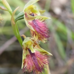 Calochilus montanus (Copper Beard Orchid) at Acton, ACT - 8 Nov 2016 by Ryl