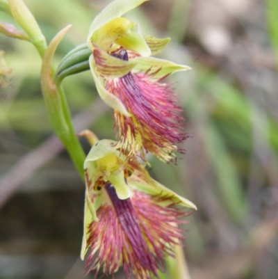 Calochilus montanus (Copper Beard Orchid) at Acton, ACT - 7 Nov 2016 by Ryl