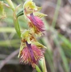 Calochilus montanus at Acton, ACT - 8 Nov 2016