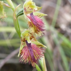 Calochilus montanus at Acton, ACT - suppressed