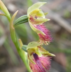 Calochilus montanus at Acton, ACT - suppressed