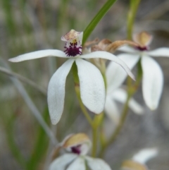 Caladenia cucullata (Lemon Caps) at Acton, ACT - 8 Nov 2016 by Ryl