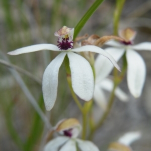 Caladenia cucullata at Acton, ACT - suppressed