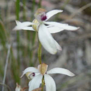 Caladenia cucullata at Acton, ACT - suppressed