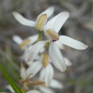 Caladenia cucullata at Acton, ACT - suppressed