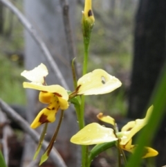 Diuris sulphurea (Tiger Orchid) at Point 5808 - 10 Nov 2016 by Ryl