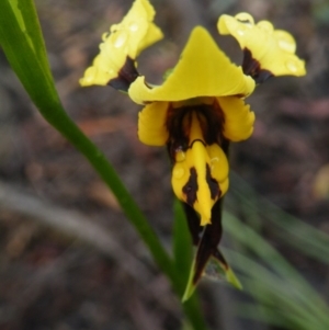 Diuris sulphurea at Point 5808 - suppressed