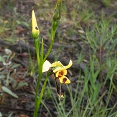 Diuris sulphurea at Point 5808 - suppressed