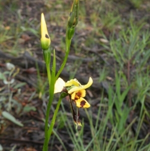 Diuris sulphurea at Point 5808 - suppressed