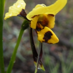 Diuris sulphurea at Point 5808 - suppressed