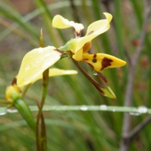 Diuris sulphurea at Point 5808 - suppressed