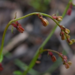 Gonocarpus tetragynus (Common Raspwort) at Point 5808 - 10 Nov 2016 by Ryl