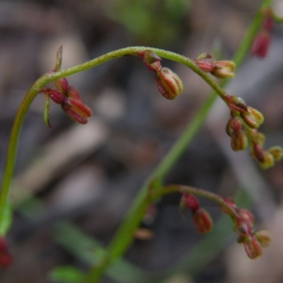 Gonocarpus tetragynus (Common Raspwort) at Black Mountain - 9 Nov 2016 by Ryl