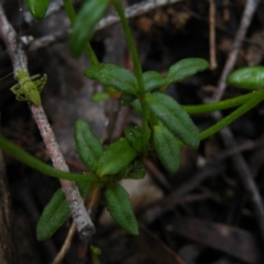 Gonocarpus tetragynus at Point 5808 - 10 Nov 2016 12:00 AM