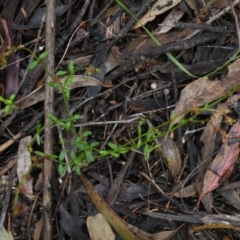 Gonocarpus tetragynus at Point 5808 - 10 Nov 2016 12:00 AM