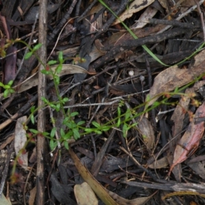 Gonocarpus tetragynus at Point 5808 - 10 Nov 2016