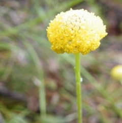 Craspedia variabilis (Common Billy Buttons) at Acton, ACT - 10 Nov 2016 by Ryl