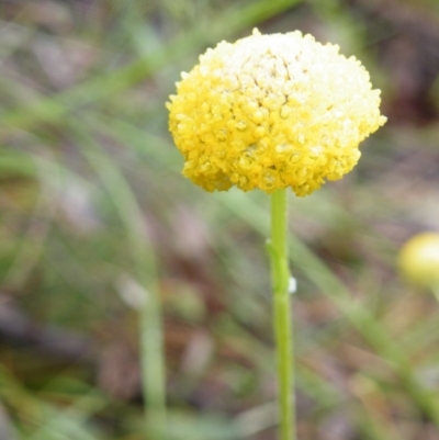 Craspedia variabilis (Common Billy Buttons) at Acton, ACT - 9 Nov 2016 by Ryl