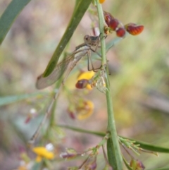 Austrolestes sp. (genus) (Ringtail damselfy) at Black Mountain - 9 Nov 2016 by Ryl
