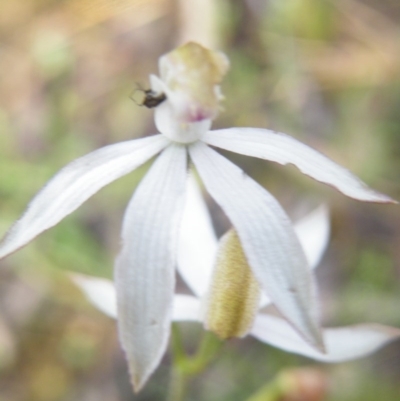 Caladenia moschata (Musky Caps) at Point 5807 - 10 Nov 2016 by Ryl