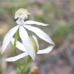 Caladenia moschata at Undefined Area - suppressed