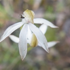 Caladenia moschata at Undefined Area - suppressed