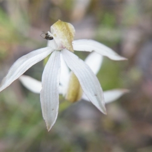 Caladenia moschata at Undefined Area - suppressed