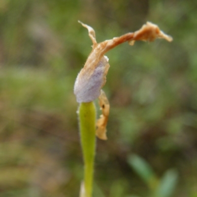 Glossodia major (Wax Lip Orchid) at Acton, ACT - 9 Nov 2016 by Ryl