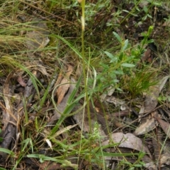 Glossodia major at Point 5807 - suppressed