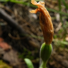 Glossodia major at Point 5807 - suppressed