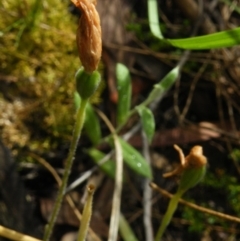 Glossodia major at Point 5807 - suppressed