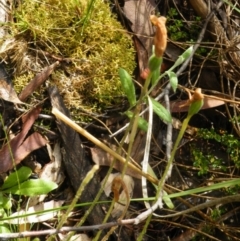 Glossodia major at Point 5807 - suppressed