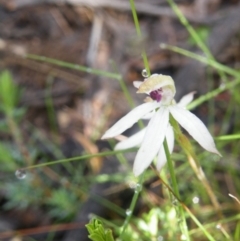 Caladenia cucullata (Lemon Caps) at Point 5807 - 10 Nov 2016 by Ryl