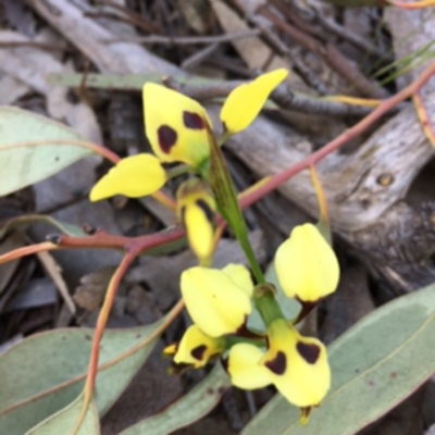 Diuris sulphurea (Tiger Orchid) at Farrer Ridge - 6 Nov 2016 by NickDaines