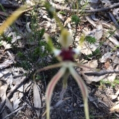 Caladenia atrovespa (Green-comb Spider Orchid) at Farrer Ridge - 5 Nov 2016 by NickDaines