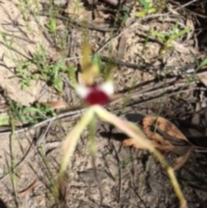 Caladenia atrovespa at Farrer Ridge - 6 Nov 2016