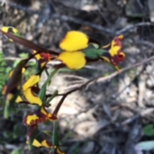 Diuris pardina at Farrer Ridge - 6 Nov 2016