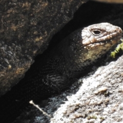 Egernia cunninghami (Cunningham's Skink) at Rendezvous Creek, ACT - 20 Nov 2016 by JohnBundock