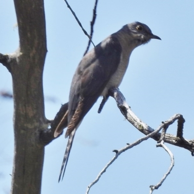 Cacomantis flabelliformis (Fan-tailed Cuckoo) at Namadgi National Park - 21 Nov 2016 by JohnBundock