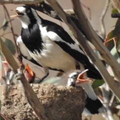 Grallina cyanoleuca (Magpie-lark) at Kambah Pool - 22 Nov 2016 by JohnBundock
