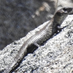 Egernia cunninghami (Cunningham's Skink) at Rendezvous Creek, ACT - 21 Nov 2016 by JohnBundock