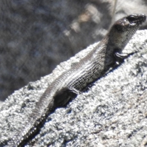 Egernia cunninghami at Rendezvous Creek, ACT - 21 Nov 2016 11:59 AM